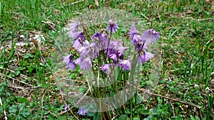 Soldanella Snowbell photo