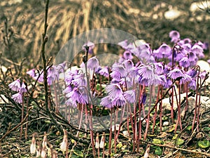 Soldanelle des Alpes, Soldanella alpina. Gentle purple blossoms photo