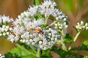A Solder Beetle ona Boneset Flower photo
