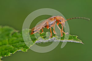Soldier Beetle