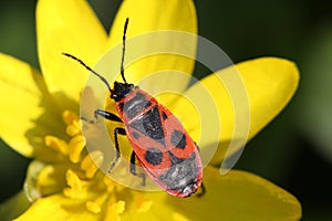 Soldier beetle