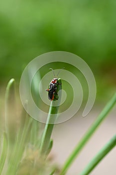 A soldier beetle on a blade of grass