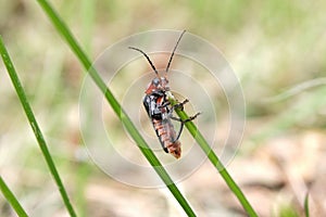 The soldier beetle Cantharidae