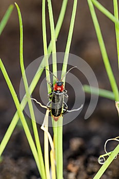 Soldier beetle on grass in garden