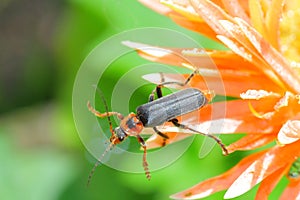 Soldier beetle.
