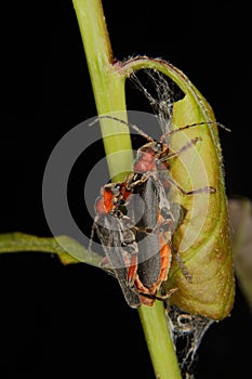 Soldier beetle (Cantharis fusca)