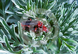 Soldier beetle Cantharis fusca - mating soft-bodied beetles on a plant leaf in the wild