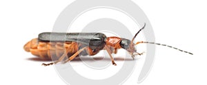 Soldier beetle cantharis pellucida