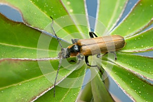 Soldier beetle, Cantharis quadripunctata on lupin leaf