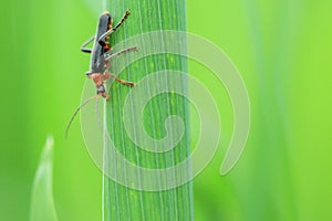 Soldier beetle