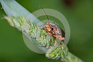 Soldier beetle