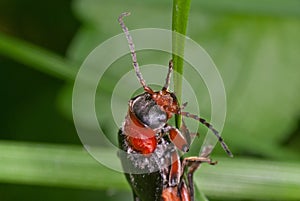 Soldier beetle