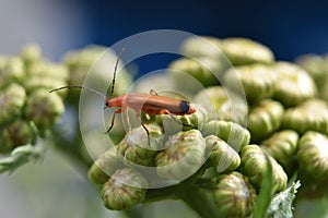 Soldier Beetle