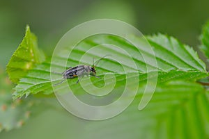 Soldier Beetle on a leaf