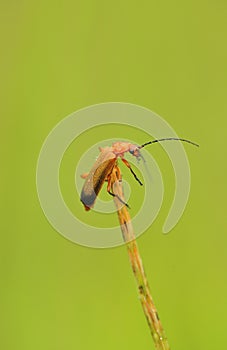 Soldier beetle (Rhagonycha fulva)