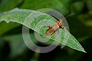 The soldier beetle sitting on the leaf of a plant