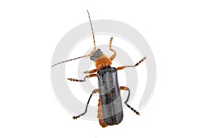 Soldier beetle on a white background