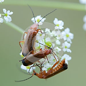 Soldier Beetles photo