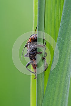 Soldier beetles / Cantharides