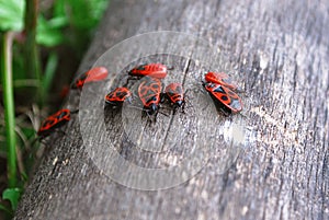 Soldier beetles are sitting on a tree stump. The firebugs Pyrrhocoris apterus are on a wood.