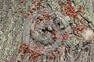 Soldier Bug firebug, a large colony of adult beetles and Pyrrhocoris apterus offspring on a linden tree trunk