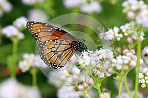 Soldier Butterfly on Blue Mistflower