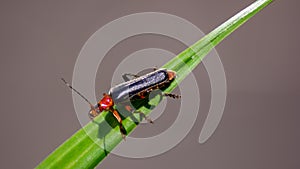 Soldier cockroaches are commonly mistaken as other less useful insects in the garden. When found on a bush or flower, photo