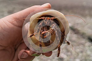 Hermit Crab in Shell