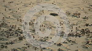 Soldier crab, Dotilla myctiroides on beach at Trang Thailand