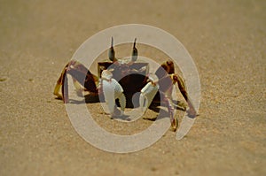 A soldier crab standing on golden sand