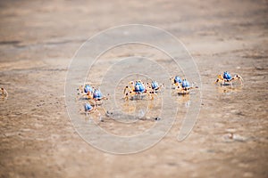 Soldier crabs on Fraser Island