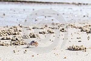 Soldier crabs marching over the beach during low tide in the Tamar river bank