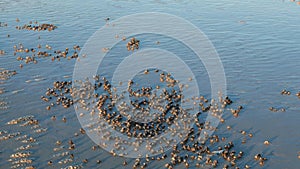 Soldier crabs marching on white sand