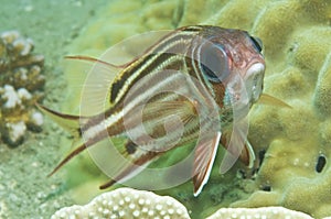Soldier fish