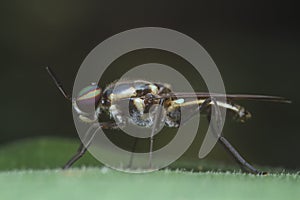 Soldier fly on green leaf