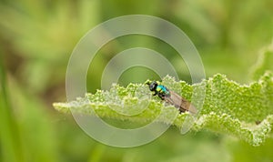 Soldier Fly on stingy leaf