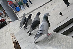 Soldier pigeons