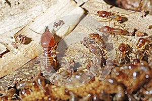 Soldier termite