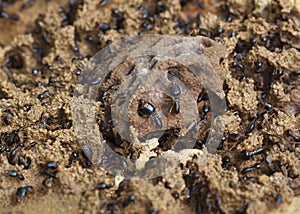 Soldier termite of soil eaters