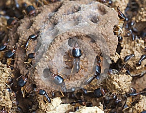 Soldier termite of soil eaters