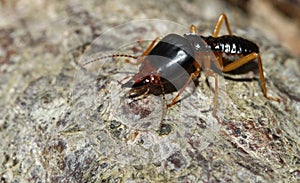 The soldier termite of soil