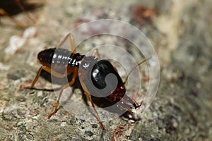 The soldier termite of soil