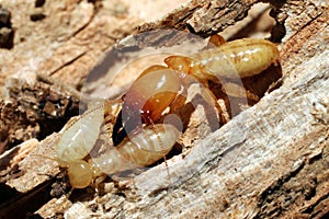 Soldier Termite with Workers