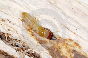 Soldier of Yellownecked dry-wood termite Kalotermes flavicollis