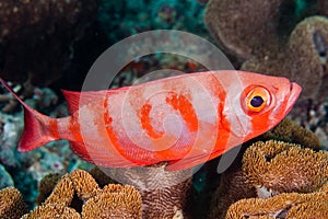 Soldierfish