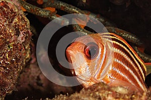 Soldier fish underwater