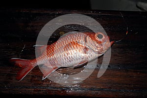 Soldierfish on deck of a ship
