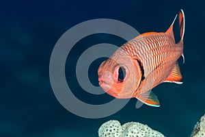 Soldierfish face on