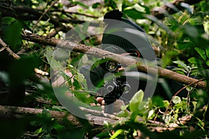 Soldiers aiming target and holding his rifles hidden ambushed, Army sniper camouflage in forest.