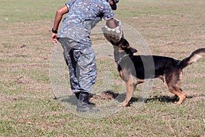 Soldiers from the K-9 dog unit